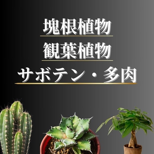 室内向け観葉・多肉の土プレミアム 3.5L