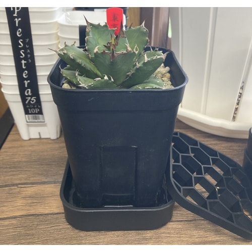 プレステラプレート120 2個組 ブラック