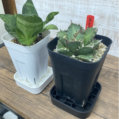 プレステラプレート120 2個組 ブラック