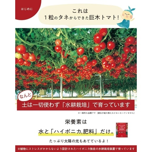 ハイポニカ液体肥料 A液B液セット 500ml