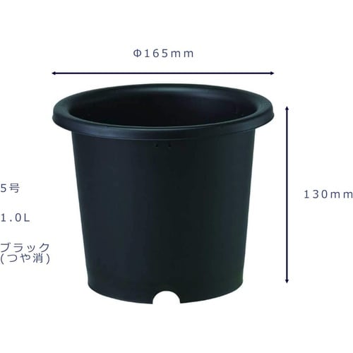 菊鉢 5号 BK