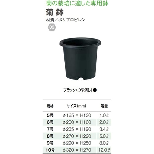 菊鉢 6号 BK