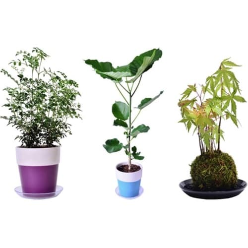 クリアプレート 7号 CL