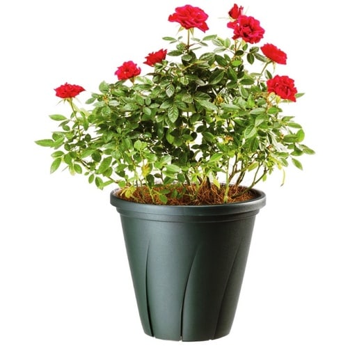 根はり鉢 3号 DG