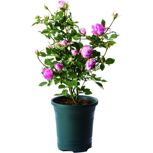 ローズガーデンポット 36型 DG