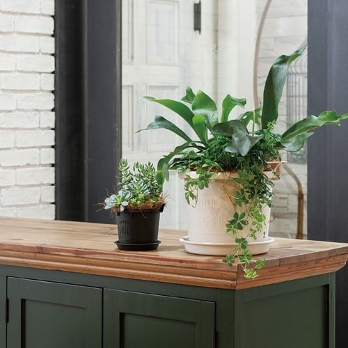 グロウコンテナ 12型 BK