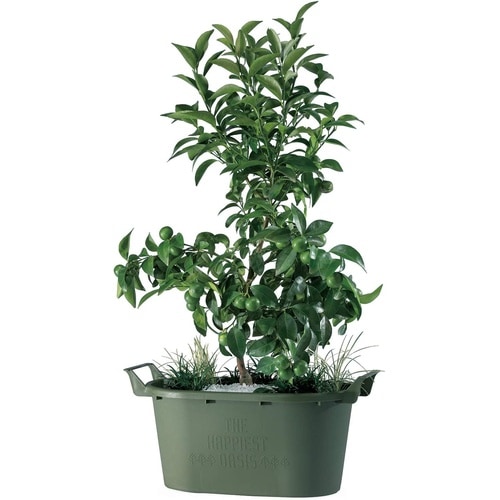 グロウコンテナ オーバル オーバル43型 G