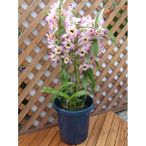 長鉢F型 6号 ブルー