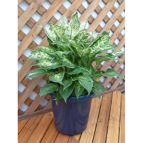 長鉢F型 7号 ブルー