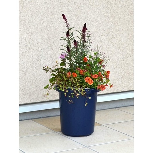 長鉢F型 9号 ブルー