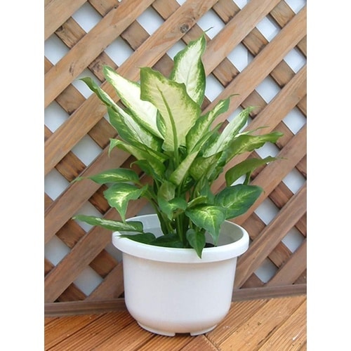 輪鉢F型 9号 ホワイト