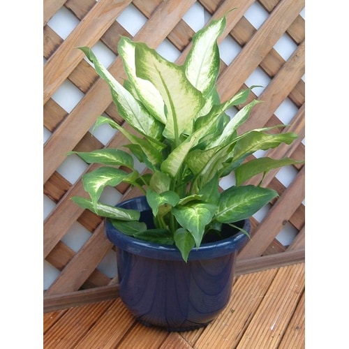 輪鉢F型 9号 ブルー