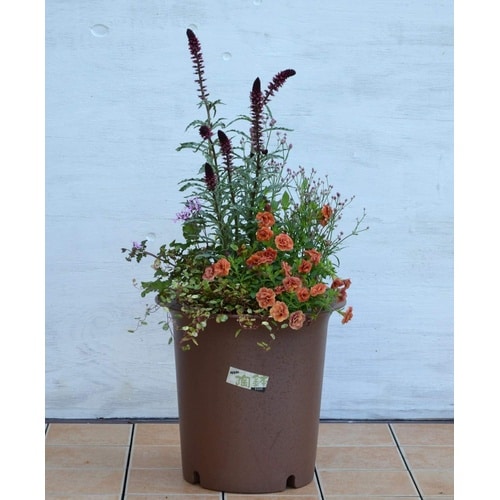 陶鉢 深型 5号 エビチャ