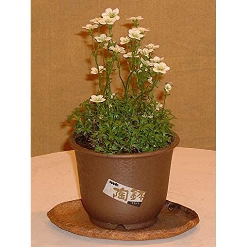 陶鉢 輪型 3.5号 キンチャ