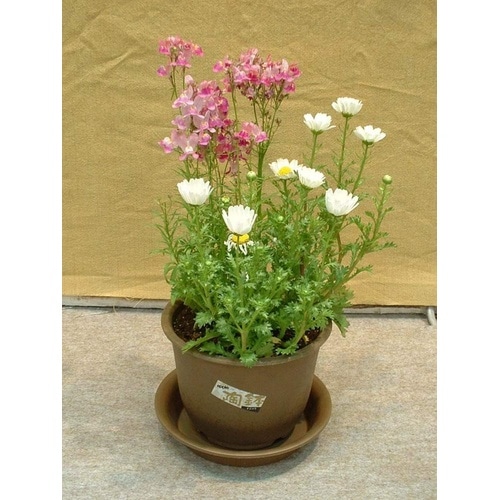 陶鉢 輪型 5号 キンチャ