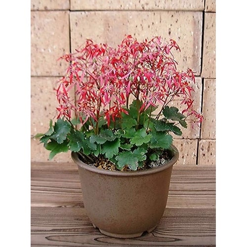 陶鉢 輪型 7号 キンチャ