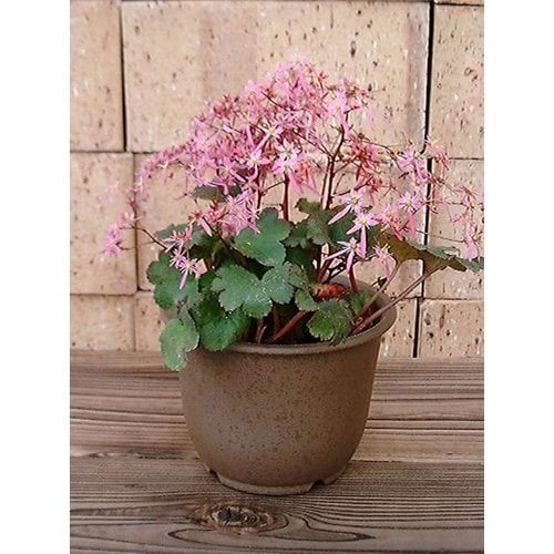 陶鉢 輪型 8号 キンチャ