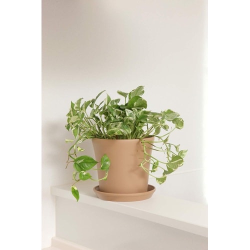 コティポット 190型 ブラウン