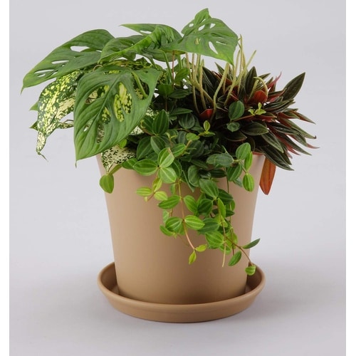 コティポット 220型 ブラウン