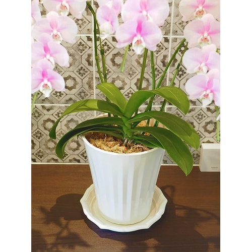 スタイルプレート 8号 ホワイト