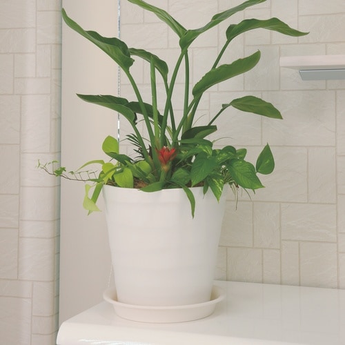 クラフトプレート 18型用 ホワイト