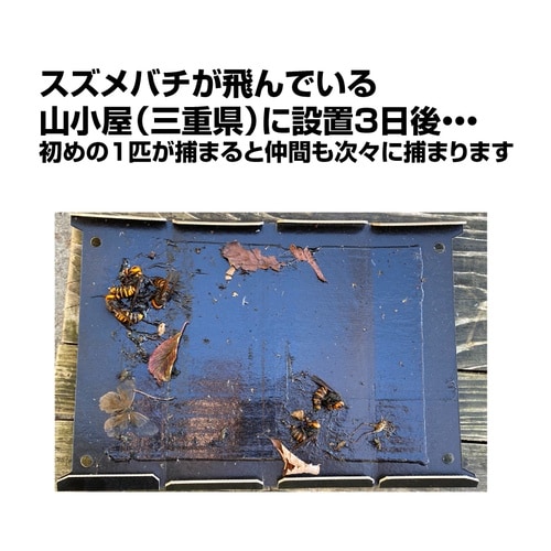 スズメバチハンター スズメバチ捕獲シート 2枚入