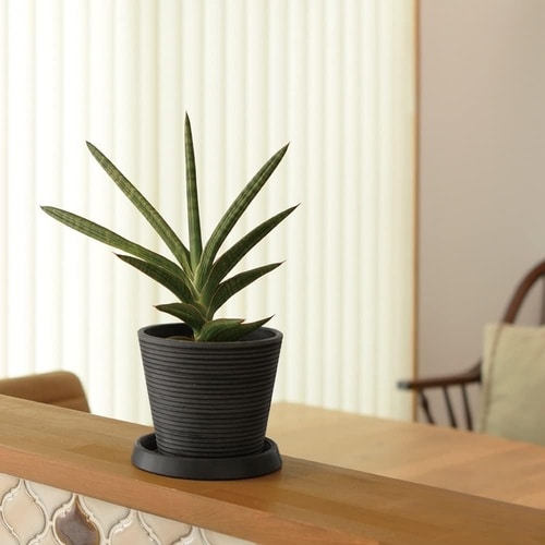 ボタニー ミディポット 17型 DG