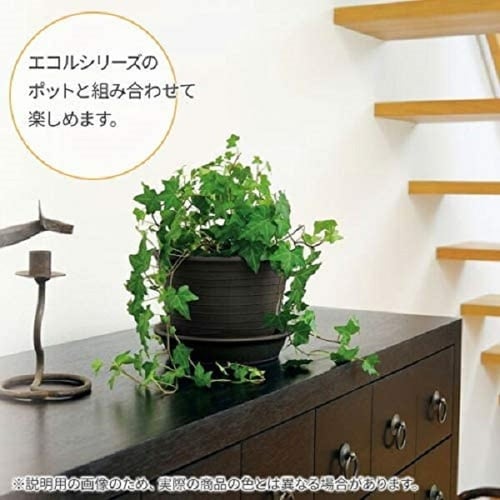 エコル プレート 6号 W