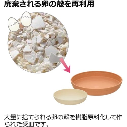 ひよっこ プレート 5号 BE