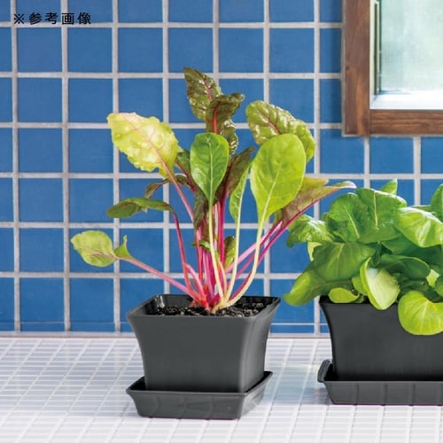 ベビーリーフプランター 12型N IV