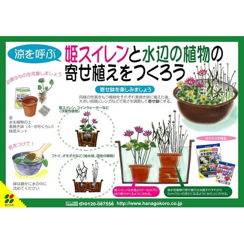 水生植物の肥料 120g