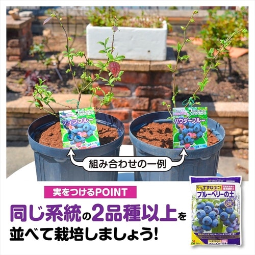 ブルーベリーの土 5L