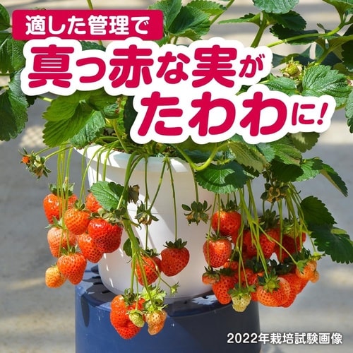 甘いイチゴをつくる土 5L