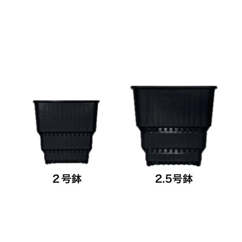 スクエアショート2号 黒 CP64B 黒
