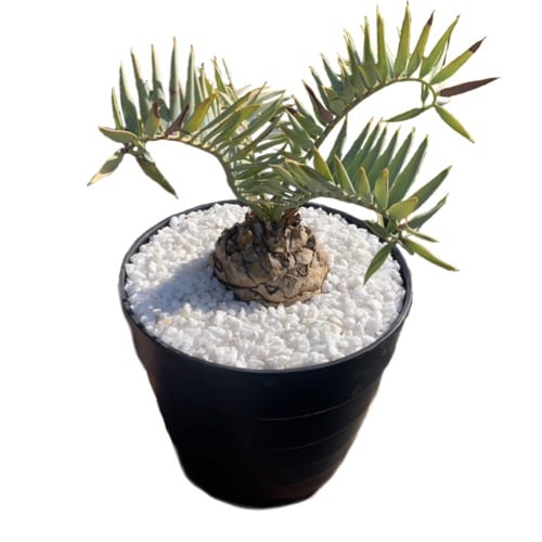 丸鉢5.5号 黒 CPO170B 黒