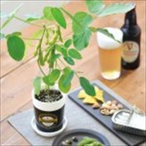 育てる黒えだ豆栽培セット