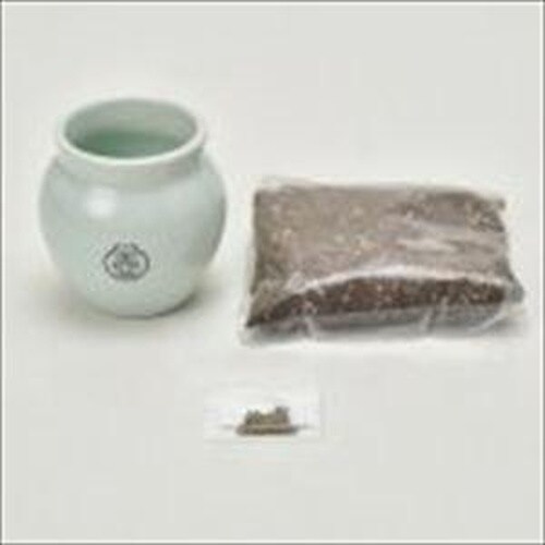 TSUBO 唐辛子