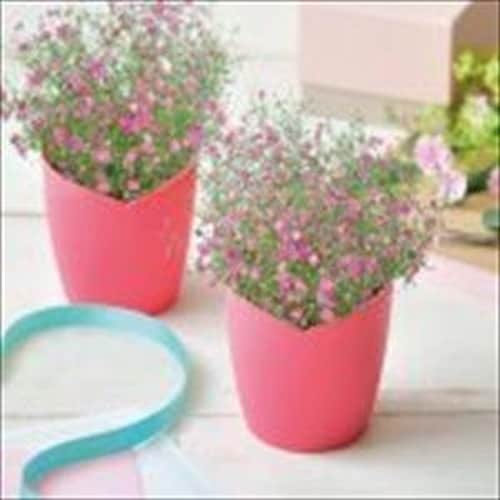 ふんわりかすみ草栽培セット ピンク