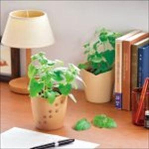 西洋マタタビ栽培キット