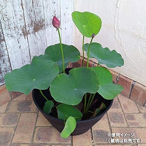 セラアート睡蓮鉢39号JAN付 クロ
