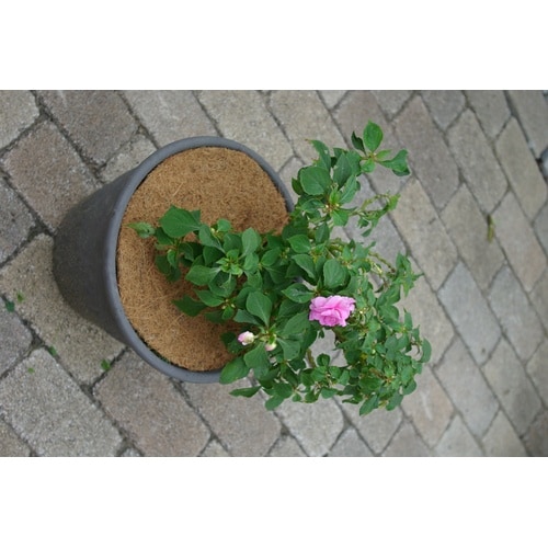 ポット用Naturalしきわらいらず ケイ32cm
