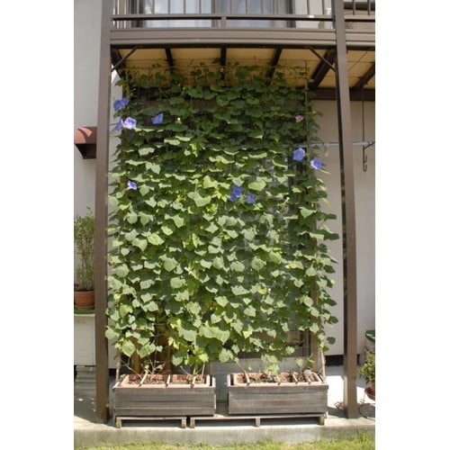 花すだれ プランター用 0.6x1.8m
