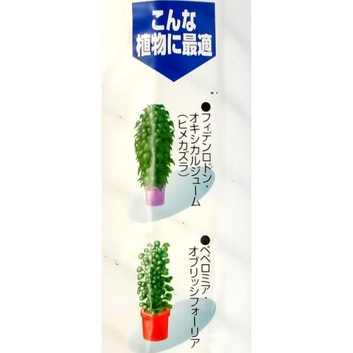 プラヘゴ 60cm
