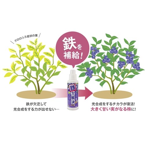 ブルーベリ−専用 鉄欠解決FT2 600ml