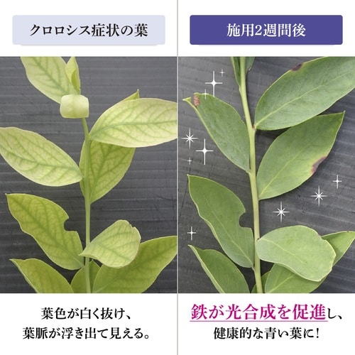 ブルーベリ−専用 鉄欠解決FT2 600ml