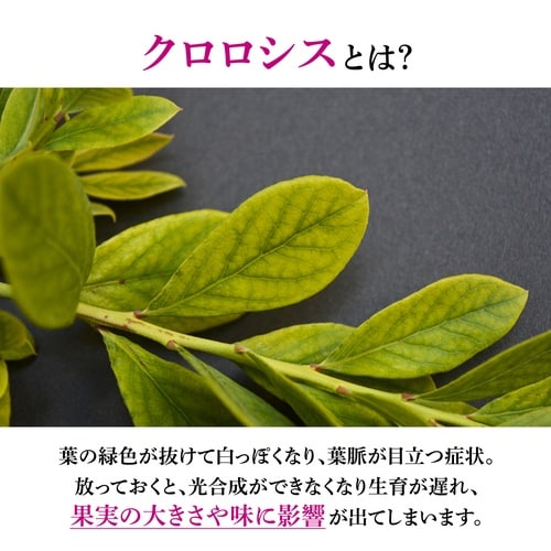 ブルーベリ−専用 鉄欠解決FT2 600ml