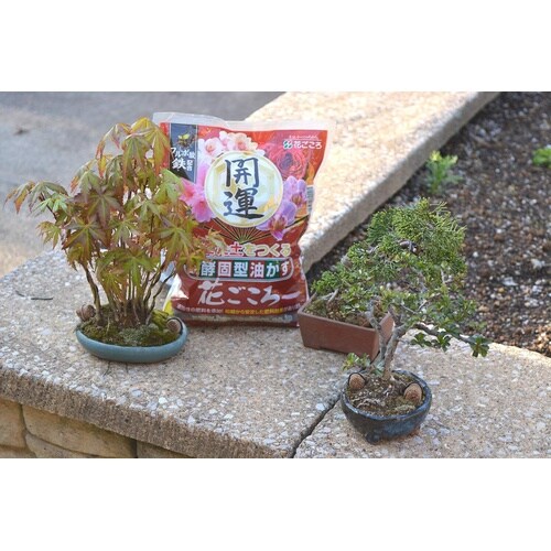 花ごころ 油かす開運 大粒 1.8kg