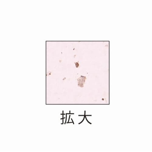 サステナブルクラッポ あずき 薄口 10枚入×5
