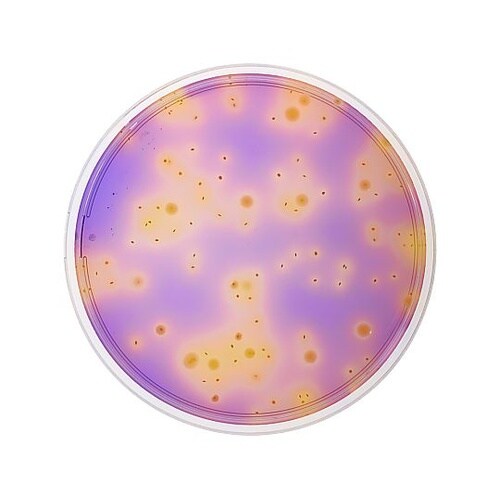 One Plate 腸内細菌科菌群数測定