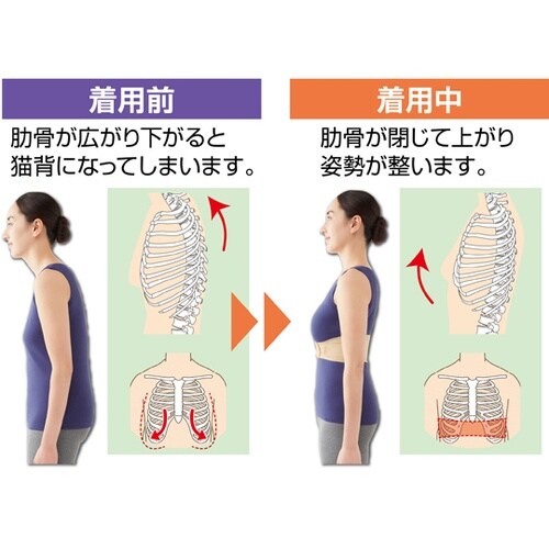 姿勢を整える肋骨サポーター ベージュ L